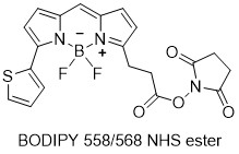 BODIPY-558-NHS